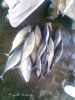 Filename=Image081.jpg
Filesize=272KiB
Dimensions=1200x1600
Date added=May 15, 2014 Image081.jpg