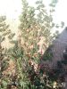 Filename=Kahoor_kah_0148.jpg
Filesize=375KiB
Dimensions=1200x1600
Date added=Aug 10, 2011 Kahoor_kah_0148.jpg