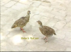 Filename=Kapinjar_7.png
Filesize=343KiB
Dimensions=667x500
Date added=Sep 14, 2011 Kapinjar_7.png