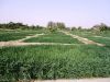 Filename=Kishar_0349.JPG
Filesize=266KiB
Dimensions=1333x1000
Date added=Feb 27, 2013 Kishar_0349.JPG