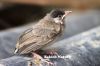 Filename=Koli_e_Padd_6602.JPG
Filesize=116KiB
Dimensions=1500x1000
Date added=Jul 09, 2012 Koli_e_Padd_6602.JPG