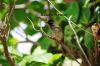 Filename=Koli_syah_sar_6280.JPG
Filesize=128KiB
Dimensions=1500x1000
Date added=Jul 09, 2012 Koli_syah_sar_6280.JPG