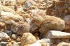 Filename=Lichtensteins-Sandgrouse-chicks.jpg
Filesize=82KiB
Dimensions=750x500
Date added=May 16, 2012 Lichtensteins-Sandgrouse-chicks.jpg