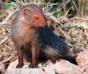 Filename=Mangoose.jpg
Filesize=147KiB
Dimensions=831x700
Date added=Jul 25, 2012 Mangoose.jpg