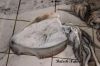 Filename=Mass_mahig_7646.JPG
Filesize=212KiB
Dimensions=1800x1200
Date added=Oct 02, 2012 Mass_mahig_7646.JPG