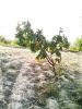 Filename=Morpad_0047.jpg
Filesize=368KiB
Dimensions=972x1296
Date added=Jul 28, 2011 Morpad_0047.jpg