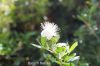 Filename=Mort_Poll_ant_7526.JPG
Filesize=140KiB
Dimensions=1800x1200
Date added=Feb 02, 2013 Mort_Poll_ant_7526.JPG
