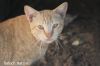 Filename=Peshi_2942.JPG
Filesize=96KiB
Dimensions=1200x800
Date added=Jun 16, 2012 Peshi_2942.JPG