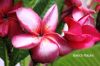 Filename=Pink_frangipani_2108.JPG
Filesize=147KiB
Dimensions=1800x1200
Date added=Nov 25, 2011 Pink_frangipani_2108.JPG