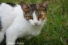 Filename=Pishi_3388.JPG
Filesize=172KiB
Dimensions=1650x1100
Date added=Oct 12, 2012 Pishi_3388.JPG