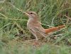 Filename=Rufous-tailed_Scrub_Robin.jpg
Filesize=99KiB
Dimensions=800x618
Date added=Mar 31, 2012 Rufous-tailed_Scrub_Robin.jpg
