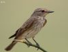 Filename=Sechchok2C__Spotted_flycatcher.jpg
Filesize=38KiB
Dimensions=841x650
Date added=Dec 07, 2012 Sechchok2C__Spotted_flycatcher.jpg
