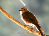 Filename=Sechok.png
Filesize=539KiB
Dimensions=802x601
Date added=Sep 29, 2011 Sechok.png