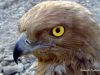 Filename=Shaheen.jpg
Filesize=230KiB
Dimensions=1600x1200
Date added=Jul 30, 2012 Shaheen.jpg