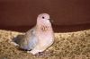 Filename=Shatol__0330.JPG
Filesize=237KiB
Dimensions=1788x1192
Date added=May 23, 2011 Shatol__0330.JPG