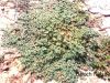 Filename=Sherago_0169.jpg
Filesize=488KiB
Dimensions=1600x1200
Date added=Aug 24, 2011 Sherago_0169.jpg