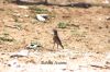 Filename=Solan_sarok_5990.JPG
Filesize=286KiB
Dimensions=1800x1200
Date added=May 09, 2012 Solan_sarok_5990.JPG