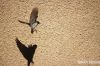 Filename=Sparrow_and_shadow.JPG
Filesize=284KiB
Dimensions=1350x900
Date added=Jan 25, 2015 Sparrow_and_shadow.JPG