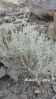 Filename=Washbo_00770.JPG
Filesize=238KiB
Dimensions=1000x1776
Date added=May 20, 2012 Washbo_00770.JPG