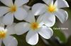 Filename=White_frangipani_2229.JPG
Filesize=106KiB
Dimensions=1800x1200
Date added=Nov 18, 2011 White_frangipani_2229.JPG
