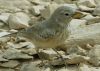 Filename=dersertlark.jpg
Filesize=70KiB
Dimensions=730x521
Date added=Sep 09, 2011 dersertlark.jpg