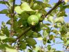 Filename=guava_of_kech.JPG
Filesize=321KiB
Dimensions=2048x1536
Date added=May 28, 2011 guava_of_kech.JPG