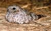 Filename=parramok.JPG
Filesize=145KiB
Dimensions=1114x698
Date added=Oct 05, 2012 parramok.JPG