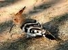Filename=shapi_kros.jpg
Filesize=155KiB
Dimensions=1028x768
Date added=Oct 05, 2012 shapi_kros.jpg