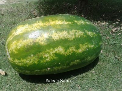 Watermelon
کوٹگ
Kottag
کوٹگ چہ کوٹگ ول ءَ پیداک بیت۔ ول زردیں پُل ہم پر کنت کہ ڈولدار انت ۔ پُل دو نمونگ انت ۔ یک ءِ نر انت ءُ دومی مادہ انت ۔ مادہ پُل دانگ بیت ۔ کوٹگ جونایا یک جنگلی ول بوتگ آئیے بنکی جاگہ نمبیانی افریکہ انت بزاں نمیبیا انت ۔ بلے کوٹگ ءِ کشار گیشتر ماں دریائے نیل کش ءُ گور بوتگ انت ۔ دوازدھمی فرعون ءِ قبر ءَ کوٹگ ءِ توم در گیجگ بوتگ ۔ بائیبل کوٹگ زکر است انت کہ بنی ازرائیل کہ وھدے مصر چہ سپر کنت گڈا آ کوٹگ ہم ورنت ۔ دھمی سدی ءَ چین ءَ سربوتگ کہ مرچی دگنائے مستریں کوٹگ پیداک کنوک انت ۔


