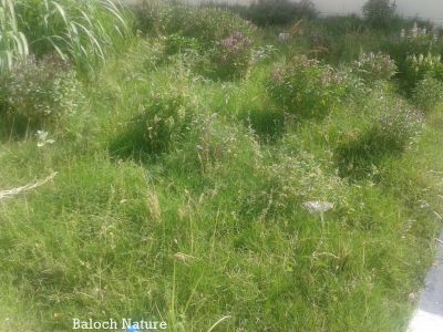 Grass field 
کہچر
Kahchar
اے جاہ ہمک وڑیں کاہ رستگ انت۔ 
