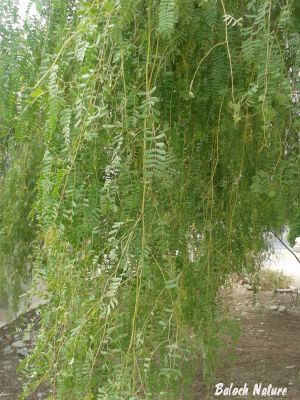 prosopis cineraria
کہیر لمب انت
Kaheer lamb ant
کہیر مدام چہ منج ءُ شنگر بوّگ ءَ رند لمب بیت ۔ اے کہیر انّوں لمب انت کہ شاہ ءِ باز جہل اتکگ انت زمین ءِ سرا ھیر انت ۔ 
