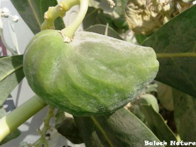CALOTROPIS PROCERA SEED POT 
کرگ
Karag
ء اسپیتچکیں درچک ء گیشتر ماں جنگل و میداناں رودیت اے گلابی نمونگیں ڈولداریں پل پر کنت امب ء وڑین بر پر کنت - کرگ سال ء دوازدہیں ماھاں سبز ء پل ء بر انت - بلوچستان ء گیشتر ہند و دمگاں کرگ رودیت - کرگ ء درمان جاہ ء کارمرز کن انت
