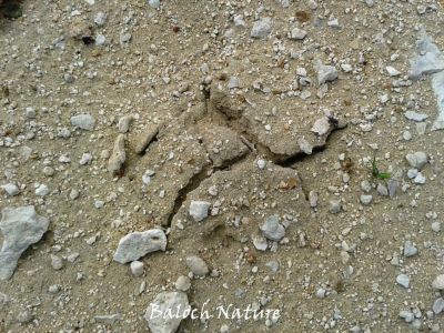 Mashroom is growing 
زُنڈ ترومب اتگ
Zond trombetag
اے اکس ءِ تہا زُنڈ ترومب اتگ ۔ بزاں زُنڈ رستگ ءُ جاڑی انت  ۔ 
