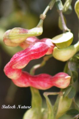 Manila tamarind (Pithecellobium dulce)
آمڑی ۔ جنگلی جلیبی
Aamadi، Jagali julaibi
