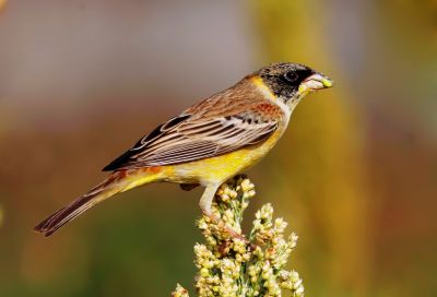 Black headed bunting 
درُوچک
Drochk
دُروچک چونایا روچدراتکی زرباری یوروپ ء مُرگ انت - بلے زمستان ء گوریچے کشّگے سوب ء یوروپ ء یل کنت او ھند ء رہادگ بیت - وتی سپرے درگتا بلوچستان مارچ ء پانزدہ ء کئیت او اپریل ء پانزدہ رند کم ترّات - بلوچستان دروچکے شکارا ہرکس کنت - پیسرا تلک ، گُلیر، پلیتگیں تپنگے شکار کتگ - بلے مرچاں چرّئی ٹکّوک ء سرا شکار کن انت - درچک باز ڈولداریں مُرگ ء - دروچک ء باز جاہا زردگور ہم گوشنت -۔
