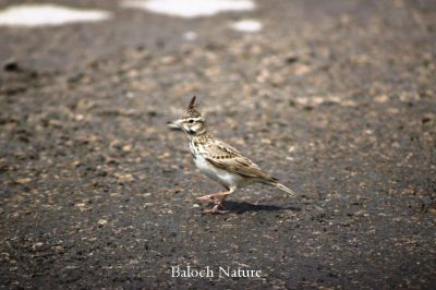 Crested Lark
بُللی
Bolli
بُلّی کسانیں مُرگے کہ گیشتر ماں کشاورزیں ڈگارانی ھند و دمگاں گندگ بیت - بُلّی ء باز جاہ ء چڑ بُلّی ، بُلّی چڑول ہم گوشنت - بُلّی اگاں ایوک بی بیت گڈ بُرزگیے سرا نیندیت او الہان کنت - اشیے آواز باز دوستناک انت - سُہبانی سرا ڈگارانی سرے وپتگیں مردمان چہ واب ء گوں وتی الہان ء پاد کنت 

