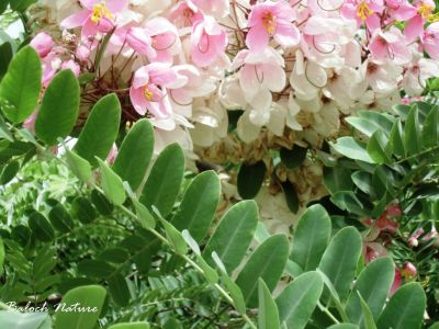 Coral Shower Tree
Coral Shower Tree
