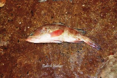 Rock sea bass
چانچو
Chancho
