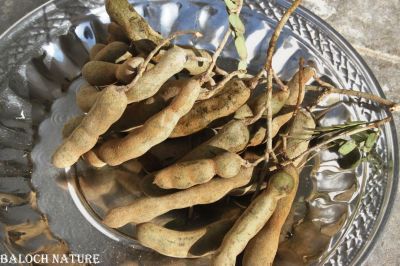 Tamarind
چیچک
Chichchak
چیچک چونایا ھندے درچکے - بلے ایش مسالہ ء پیم ء کارمرز کن انت - عربی اشیا تمُر ھند گوشنت - انگریزی ہم تمرند انت بزاں عربی نام زرتگ - چیچک ء درچک باز مزن بیت او کوسرک پرکنت ایشاں ھُشک کن انت او من انت - چیچک باز تُروپش انت ناروشتانی تام ء واستہ کارمرز بیت - بلوچستان چیچکے درچکا یک شومیں درچکے زان انت کہ درچک بر بوّگا ساری وتی واھُندا کُش ات، چمیشکا بلوچستان ء چیچک نہ کش انت 
بلے بلوچستان ءِ تیاب دپاں چیچک ہر کس وتی لوگے دپاں کش انت ۔ او ھدّا چہ گیش بر بزاں پسل دیئنت ۔ اگاں بلوچستان ءَ تپاب دپاں چیچک ءِ کشت ءُ کشار بکن انت آ بلوچستان ءِ زلورتان پیلہ کُت کناں
