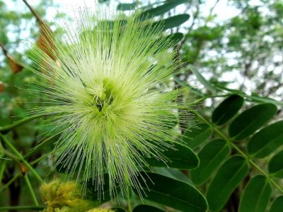 Albizia Lebbek
چنال
Chinal
چنال ٹُوہیں درچکے - بلوچستان ء باز کم انت - اشیا گیشتر لوگانی دیما یا پیژگاہ ء کشینت - پرچا کہ یکّے بزیں ساحگ دنت دہمی پُلّے درگتا وشّین بوہ دنت - " کیچ ء چنال " باز نامداریں چنال ء بوتگ کہ بلوچ راجدپتر ء است انت - بلے اے چنال ء اکس ہم جُلگہیں آسمان ء دلبند اُو سُرمگیں جُمپانی میان ء زپت کُتگ 

