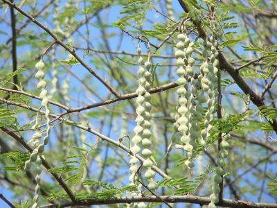 Acacia nilotica
چیش ءِ سمّڑ
Chish e sammad
چش بلوچستان بُرز تریں درچکاں چہ یکے ۔ چش ءِ باز شرّی ءُ سپت است انت ۔ مسال چش کاہ انت ، چش پُل ات۔ چش گواز انت ، چش سوجگی دار انت ، چش ساھیگ انت چش یکدار او دگہ باز۔ چش ءِ دار ءَ گڈانت یکدار ہم جوڈ کن اتن 

