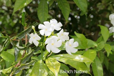 Crape Jasmine
جاسمین
jasmin
اے کسانیں ءُ اسپیتیں پُل ءِ پر کنت کہ باز وشیں بوہ کنت ۔
