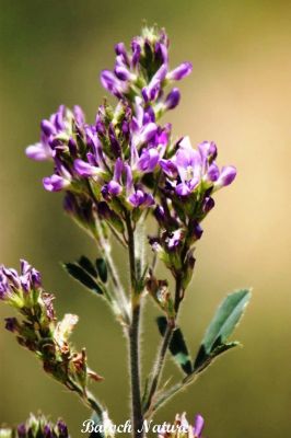 Alfalfa, Medicago sativaa
اِسپوست
Espost
اِسپوست کسانیں کاہے کہ کد ءِ 3 فٹ بوت کنت ۔ اسپوست رُدگ ءَ باز دیر کنت، بلے اولی رند ءَ رُونگ ءَ رند پدا زوت رودیت ۔ چین ءَ  1500 سال پیشتر اسپوست پہ تہلگ کار مرز کتگ ۔ اسپوست چاز سال ءَ بگر تاں ہشت سال ءَ کاہ دنت ، بلے اگاں اسپوست ءَ جاگہ وش بہ بیت ءُ ءُ بیست سال ہم زندگ بوت کنت ۔ اسپوست ءَ باز زات انت بلوچستان ءَ جموں رنگ ءِ پُل ءِ اسپوست کارمرز کن انت بلے دریں ملکاں زرد پُل ءپ گلابی پُل ءُ دگہ بازیں زات ءِ اسپوست است ۔  اسپوست ہما کاہ انت کہ اشیا دُراہیں دلوت ورانت ءِ ۔ اسپوست ہما کاہ انت کے دگنیائے چاریں کُنڈاں کِشگ بیت ۔

