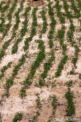 Alfalfa, Medicago sativaa
اِسپوست
Espost
اِسپوست کسانیں کاہے کہ کد ءِ 3 فٹ بوت کنت ۔ اسپوست رُدگ ءَ باز دیر کنت، بلے اولی رند ءَ رُونگ ءَ رند پدا زوت رودیت ۔ چین ءَ 1500 سال پیشتر اسپوست پہ تہلگ کار مرز کتگ ۔ اسپوست چاز سال ءَ بگر تاں ہشت سال ءَ کاہ دنت ، بلے اگاں اسپوست ءَ جاگہ وش بہ بیت ءُ ءُ بیست سال ہم زندگ بوت کنت ۔ اسپوست ءَ باز زات انت بلوچستان ءَ جموں رنگ ءِ پُل ءِ اسپوست کارمرز کن انت بلے دریں ملکاں زرد پُل ءپ گلابی پُل ءُ دگہ بازیں زات ءِ اسپوست است ۔ اسپوست ہما کاہ انت کہ اشیا دُراہیں دلوت ورانت ءِ ۔ اسپوست ہما کاہ انت کے دگنیائے چاریں کُنڈاں کِشگ بیت ۔
