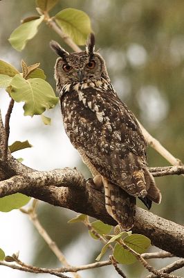 Eagle Owl
بُوم
Boom
بُوم گُگگوے یک زات ءِ  ۔بلے بوم ءِ دو بُل پرانت ۔ چہ دور ءَ ہمے زانگ بیت کہ گگگو ءَ دو کانٹ پر۔ بوم چہ گگگو ءَ مستر انت ءُ شپاں بوم بوم کنت ۔ چرے آواز ءَ مردم ءِ بوم کن انت ۔ 
