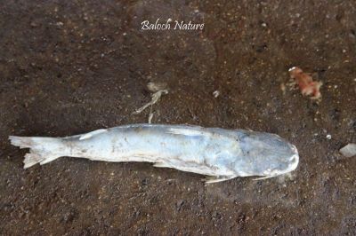 Cat fish
گَللو
Gallou
