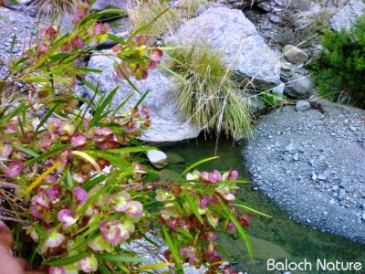 DODONAEA VISCOSA
گیتچک
Gitichk
گیتچک میان قدّے درچک ء گیشتر ماں کوہ اُو ڈرّاں رودیت - بلے جنگلاں ہم رودیت - گیتچک ڈولداریں درچکے سپیت چکیں, زرد چکیں ۔ سُہرچکیں  پُل جنت  
