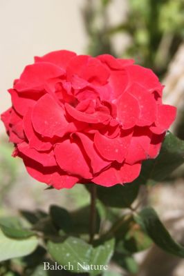 Rose
سُہریں گلاب
SohriN Gulab
گلاب کسانیں بوٹگ ءِ کہ اشیے صد زات انت ہمک ءِ وتی کردار ءِ است ، چونایا گلاب کسانیں کنٹگی درچک ءِ کہ نرم ءُ نازُرکیں پُل پر کنت ءُ وتی پُلانی وش بوہی ءَ باز نام دار انت ، گلاب ءِ توک ءَ انچیں زات است کہ ہپت میٹر ءَ دراج بنت بزاں چو ول ءِ وڑا سر کپ انت ۔ بلے گلاب ءِ اے وڑیں زات است چو پٹکیں سول ءِ وڑا بُج بیت ۔ ہمے وڑا ایشانی پُلانی تب وڑ ءُ پیماں ہم باز پرک است ، درستیں گلاب وشیں بوہ ہم نا کن انت، بلے گیشتر وشیں بوہ کن انت ۔ گلاب ءِ پُل ءِ ہمے وڑا بوہ وش انت ہمے وڑا آئیے رنگ دروشم ہم ڈولدار انت ۔

