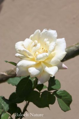 Rose
اسپیتیں گلاب
EispiteN Gulab
گلاب کسانیں بوٹگ ءِ کہ اشیے صد زات انت ہمک ءِ وتی کردار ءِ است ، چونایا گلاب کسانیں کنٹگی درچک ءِ کہ نرم ءُ نازُرکیں پُل پر کنت ءُ وتی پُلانی وش بوہی ءَ باز نام دار انت ، گلاب ءِ توک ءَ انچیں زات است کہ ہپت میٹر ءَ دراج بنت بزاں چو ول ءِ وڑا سر کپ انت ۔ بلے گلاب ءِ اے وڑیں زات است چو پٹکیں سول ءِ وڑا بُج بیت ۔ ہمے وڑا ایشانی پُلانی تب وڑ ءُ پیماں ہم باز پرک است ، درستیں گلاب وشیں بوہ ہم نا کن انت، بلے گیشتر وشیں بوہ کن انت ۔ گلاب ءِ پُل ءِ ہمے وڑا بوہ وش انت ہمے وڑا آئیے رنگ دروشم ہم ڈولدار انت ۔

