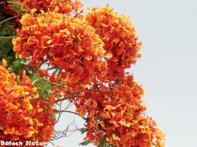 Flame tree  (Delonix regia)
گل مُہر
Gul mohr
گل مہر اے ڈنّی درچک ءِ بلے مرچاں بلوچستان ءَ دان دانگے است، گُل مہر باز ڈولداریں پُل پر کنت، اے گیشتر ماں مئ تاں اگست گرماگ ءِ موسماں پُل بیت کہ تانسریں درچک سُہر سُہر بیت۔
